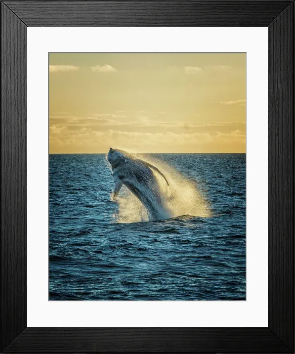Framed Print : Whale Sea Animal Wildlife Nature Humpback Whale Framed Print : Whale Sea Animal Wildlife Nature Humpback Whale