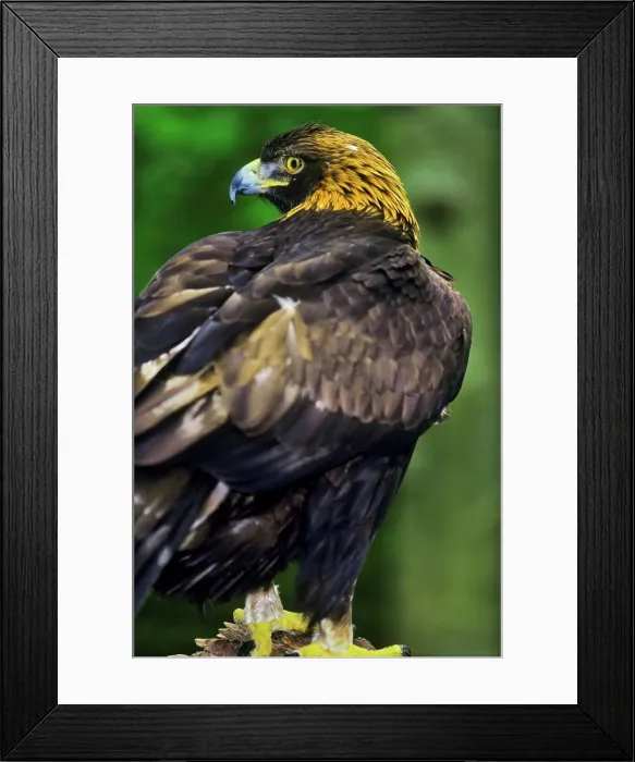 Framed Print : Canada, British Columbia, Vancouver Island Framed Print : Canada, British Columbia, Vancouver Island