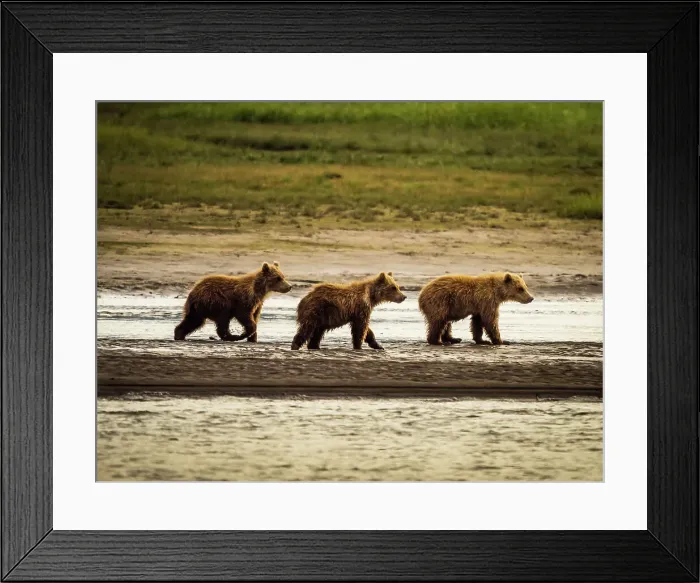 Framed Print : Alaska Chasing Salmon Coastal Brown Bears Face Off! Mother Brown Bea Framed Print : Alaska Chasing Salmon Coastal Brown Bears Face Off! Mother Brown Bea