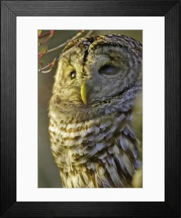 Framed Print : Canada, British Columbia, Vancouver island