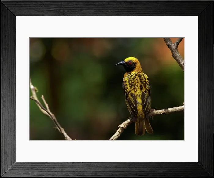Framed Print : Spottedbacked Weaver (Ploceus cucullatus) Framed Print : Spottedbacked Weaver (Ploceus cucullatus)