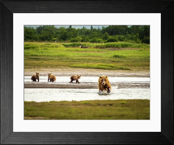 Framed Print : Alaska Chasing Salmon Coastal Brown Bears Face Off! Mother Brown Bea Framed Print : Alaska Chasing Salmon Coastal Brown Bears Face Off! Mother Brown Bea