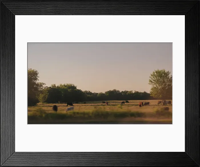 Framed Print : Driving By Cows Grazing, Tennessee Framed Print : Driving By Cows Grazing, Tennessee