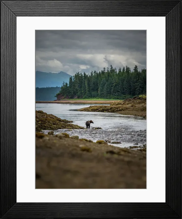 Framed Print : Alaska Inside Passage National Geographic Sea Lion