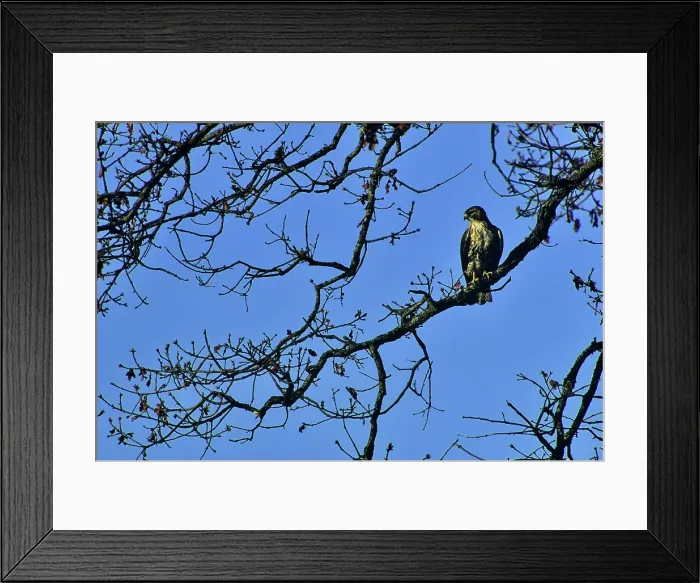 Framed Print : Canada, British Columbia, Vancouver island