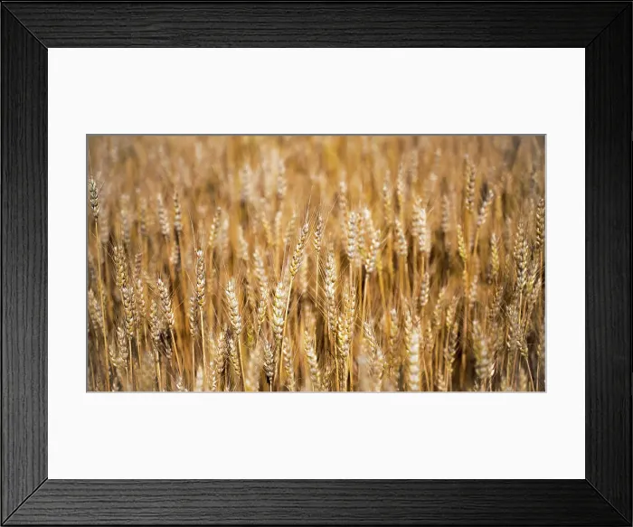 Framed Print : Wheat Field Louisville Kentucky