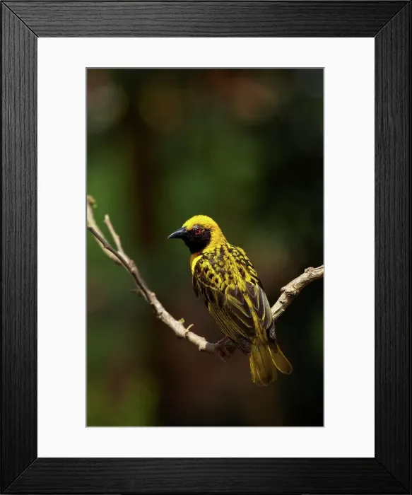 Framed Print : Spottedbacked Weaver (Ploceus cucullatus) Framed Print : Spottedbacked Weaver (Ploceus cucullatus)