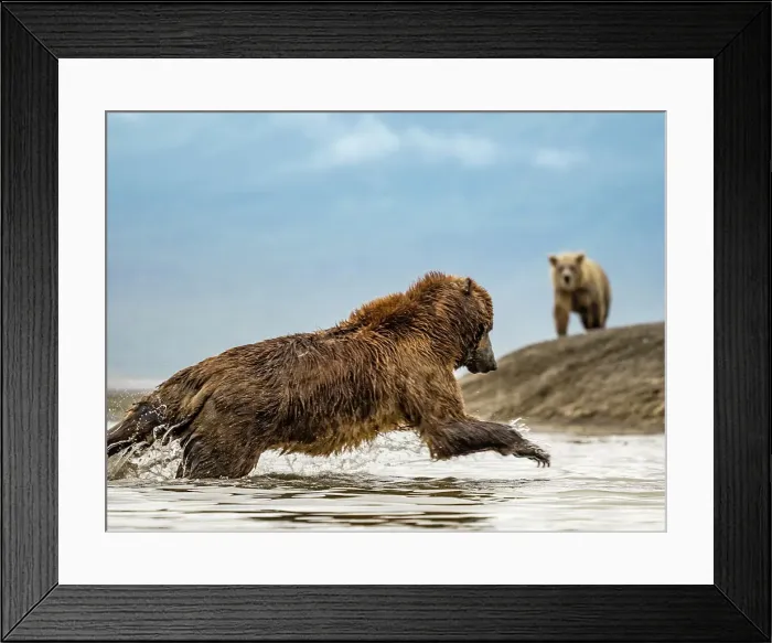 Framed Print : Alaska Chasing Salmon Coastal Brown Bears (Ursus Arctos Horribilis) Framed Print : Alaska Chasing Salmon Coastal Brown Bears (Ursus Arctos Horribilis)