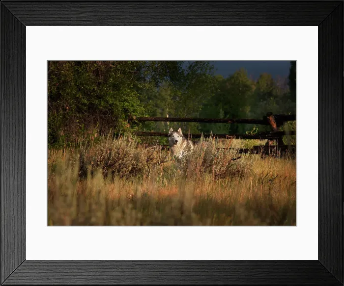 Framed Print : Dog in the widlerness Framed Print : Dog in the widlerness