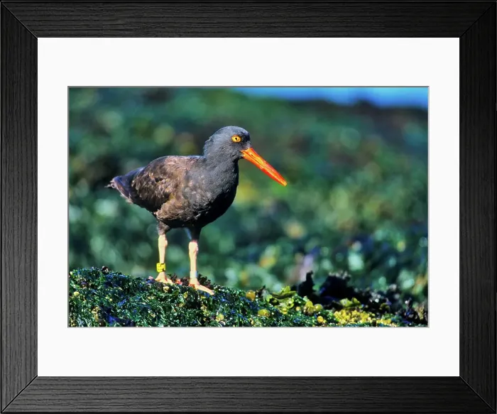 Framed Print : Canada, Vancouver island, Oystercatcher perching on stone covered with seaweed Framed Print : Canada, Vancouver island, Oystercatcher perching on stone covered with seaweed