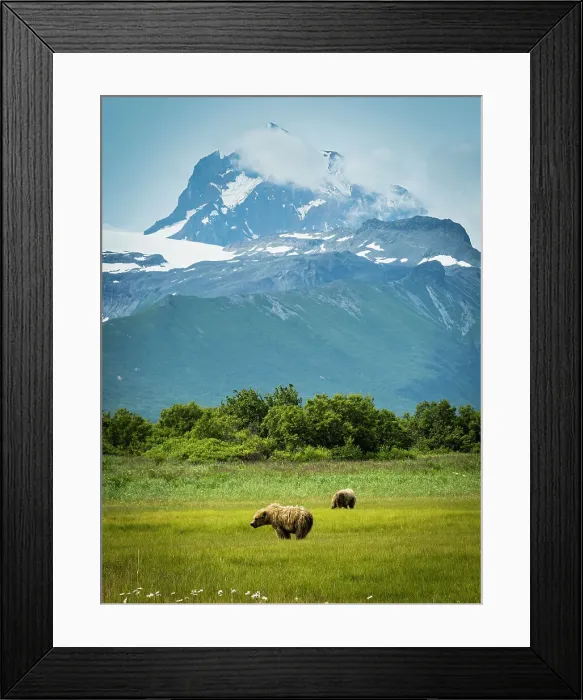 Framed Print : Alaska Alaska Peninsula Coastal Brown Bear Coastal Brown Bears (Ursus Arctos Horribilis) Framed Print : Alaska Alaska Peninsula Coastal Brown Bear Coastal Brown Bears (Ursus Arctos Horribilis)