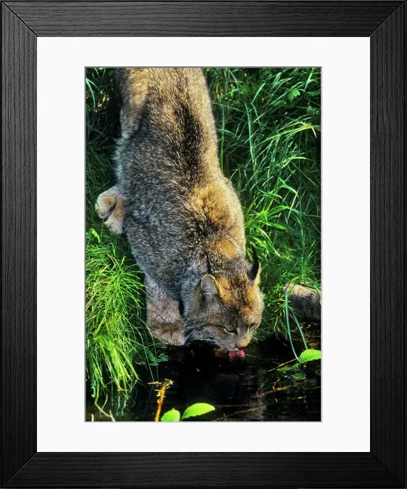 Framed Print : Canadian lynx drinking water
