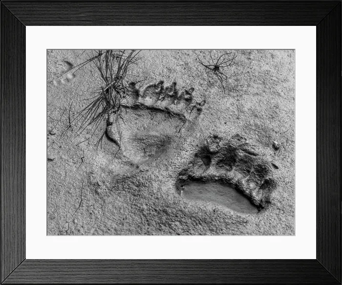 Framed Print : Alaska Alaska Peninsula Bear Tracks Bear Tracks In Mud Framed Print : Alaska Alaska Peninsula Bear Tracks Bear Tracks In Mud