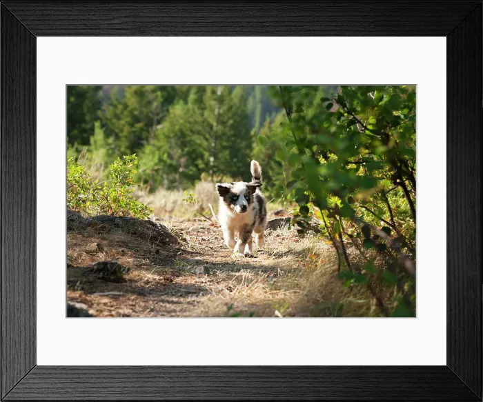 Framed Print : Dog in the widlerness