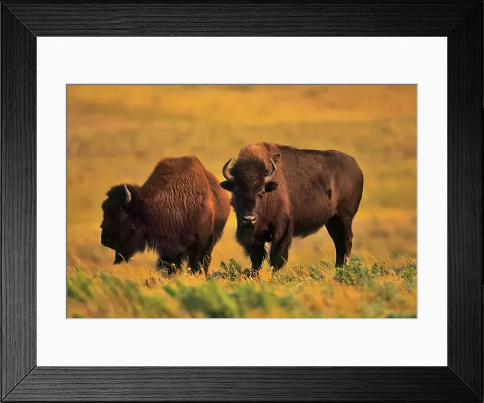 Framed Print : USA, Wyoming, Grand Teton National Park Framed Print : USA, Wyoming, Grand Teton National Park