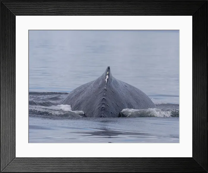 Framed Print : Image made under NMFS permit 19703