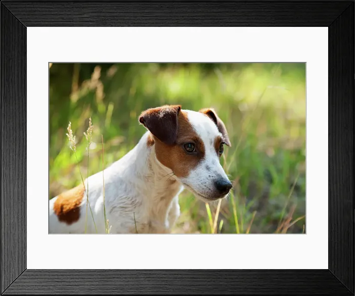 Framed Print : Dog in the widlerness Framed Print : Dog in the widlerness