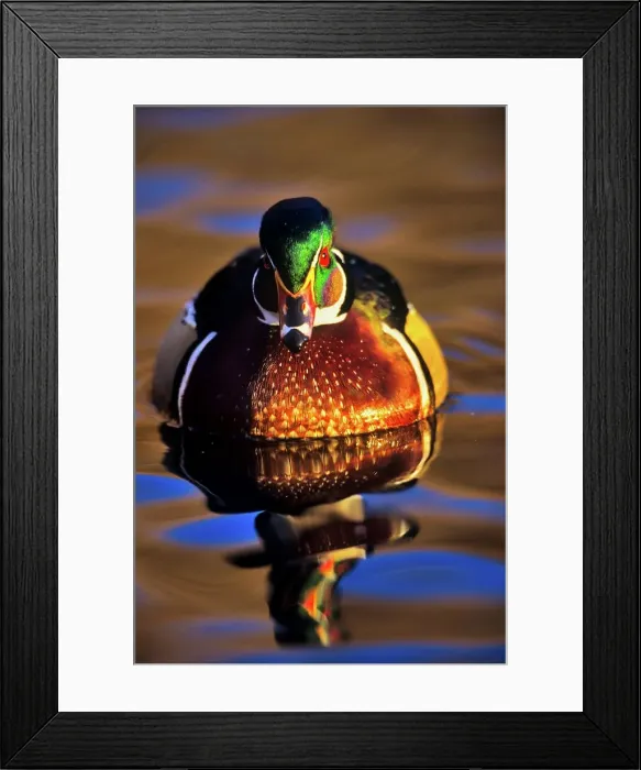 Framed Print : Canada, British Columbia, Vancouver island Framed Print : Canada, British Columbia, Vancouver island