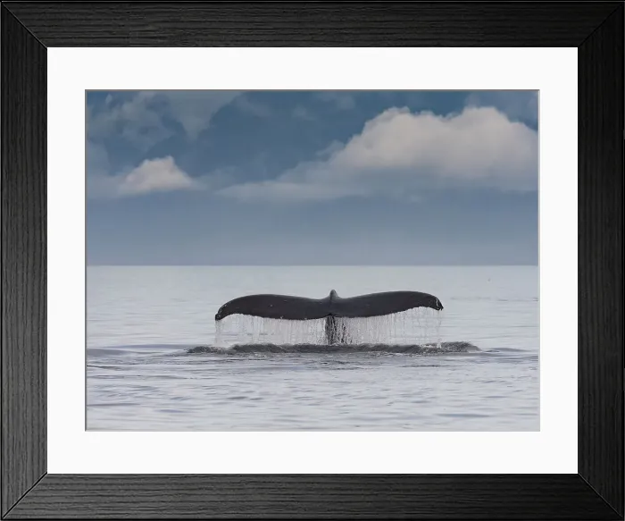 Framed Print : Image made under NMFS permit 19703