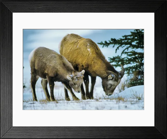 Framed Print : Canada, Alberta, Rocky Mountains Framed Print : Canada, Alberta, Rocky Mountains