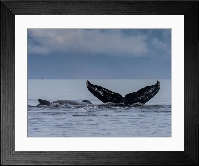 Framed Print : Image made under NMFS permit 19703