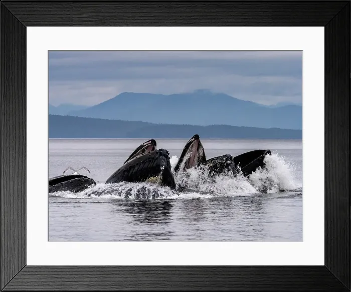Framed Print : Humpback whales cooperative bubble feeding Framed Print : Humpback whales cooperative bubble feeding