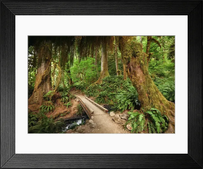 Framed Print : N. Hikers POV looking at a wooden footbridge over a creek in the Hoh Rain Framed Print : N. Hikers POV looking at a wooden footbridge over a creek in the Hoh Rain