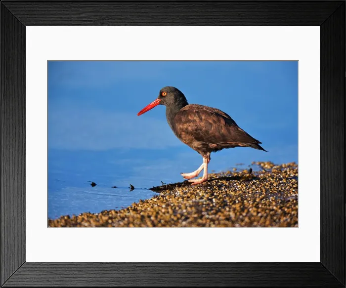 Framed Print : Canada, Vancouver island, Oystercatcher bird hunting Framed Print : Canada, Vancouver island, Oystercatcher bird hunting
