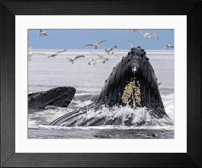 Framed Print : Humpback whale at surface with mouth open