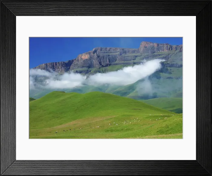 Framed Print : Eland (Taurotragus oryx) herd with Drakensberg in background Framed Print : Eland (Taurotragus oryx) herd with Drakensberg in background