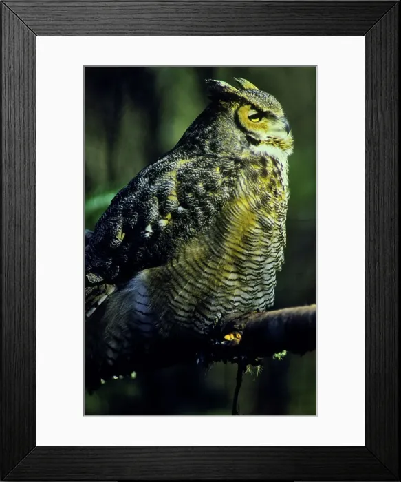 Framed Print : Canada, British Columbia, Vancouver Island Framed Print : Canada, British Columbia, Vancouver Island