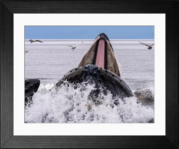 Framed Print : Humpback whale at surface with mouth open Framed Print : Humpback whale at surface with mouth open