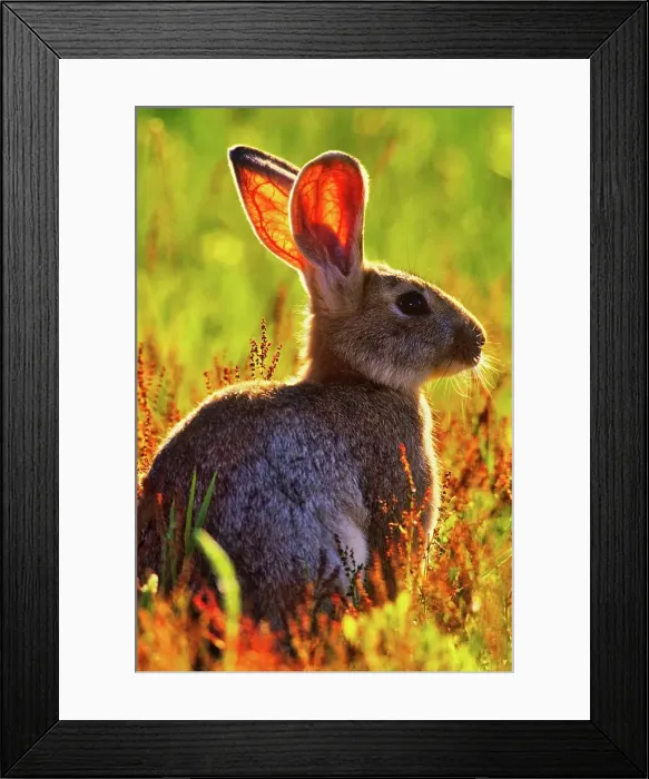 Framed Print : Canada, Vancouver island, Rabbit sitting in grass