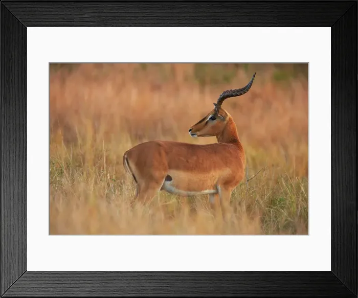 Framed Print : Impala Aepyceros malampus}. Hluhluwe iMfolozi Park Framed Print : Impala Aepyceros malampus}. Hluhluwe iMfolozi Park