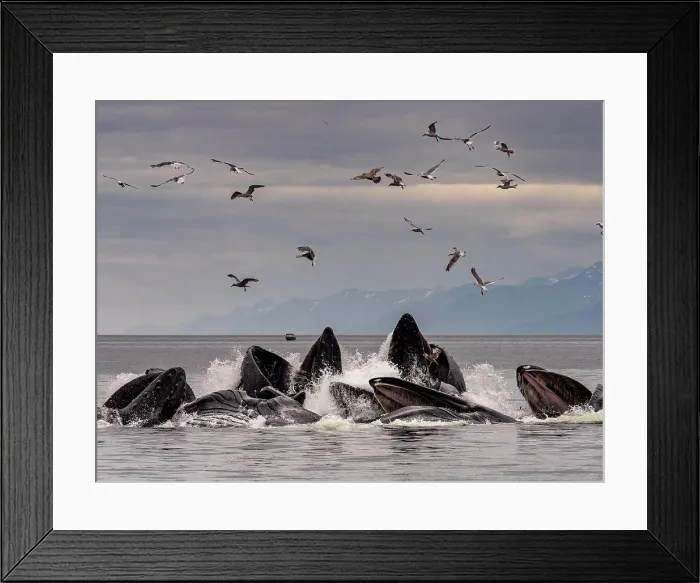Framed Print : Humpback whales cooperative bubble feeding Framed Print : Humpback whales cooperative bubble feeding