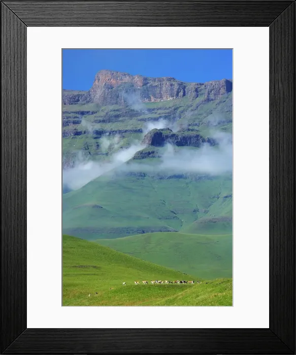 Framed Print : Eland (Taurotragus oryx) herd with Drakensberg in background