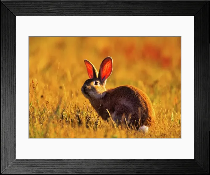 Framed Print : Canada, Vancouver island, Rabbit sitting in grass Framed Print : Canada, Vancouver island, Rabbit sitting in grass