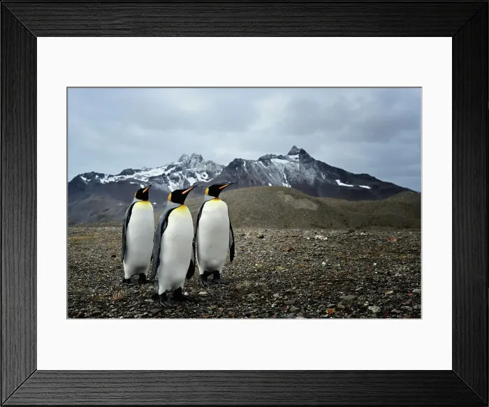 Framed Print : NIKON D600 Penguin Outdoors Bird Nature Animal Wildlife