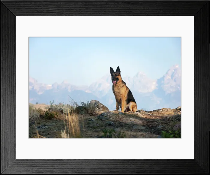 Framed Print : Dog in the widlerness Framed Print : Dog in the widlerness