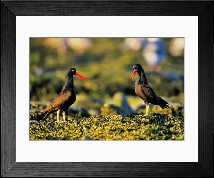 Framed Print : Canada, Vancouver island, Oystercatchers perching on shore covered with seaweed Framed Print : Canada, Vancouver island, Oystercatchers perching on shore covered with seaweed