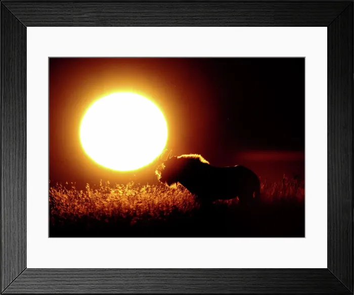 Framed Print : NIKON D300 No People Outdoors Sunset In Silhouette