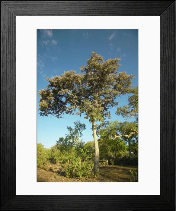 Framed Print : Apple-Leaf Tree or Raintree (Lonchocarpus capassa) Framed Print : Apple-Leaf Tree or Raintree (Lonchocarpus capassa)