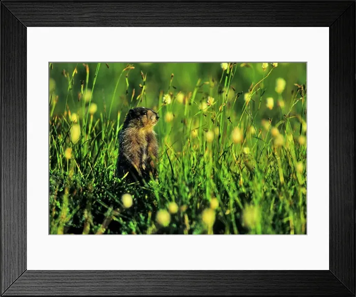Framed Print : USA, Washington State, Olympic National Park Framed Print : USA, Washington State, Olympic National Park