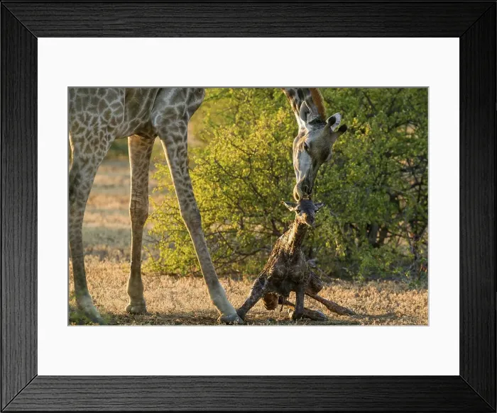Framed Print : Giraffe (Giraffa camelopardalis) giving birth Framed Print : Giraffe (Giraffa camelopardalis) giving birth