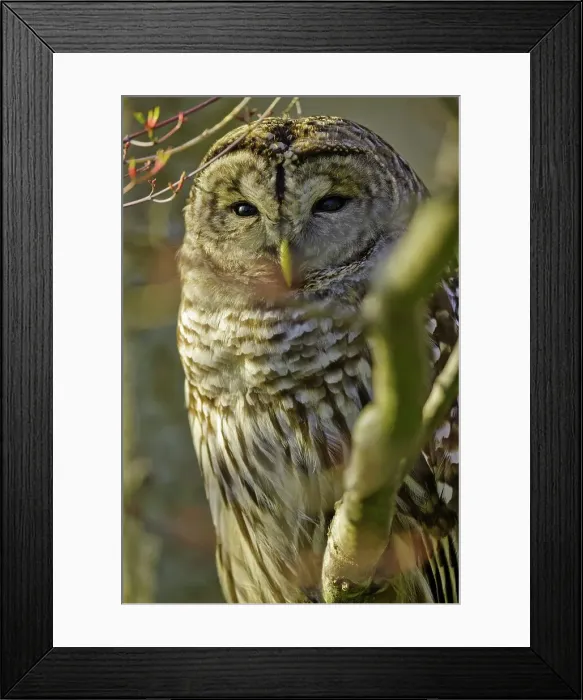 Framed Print : Canada, British Columbia, Vancouver island Framed Print : Canada, British Columbia, Vancouver island