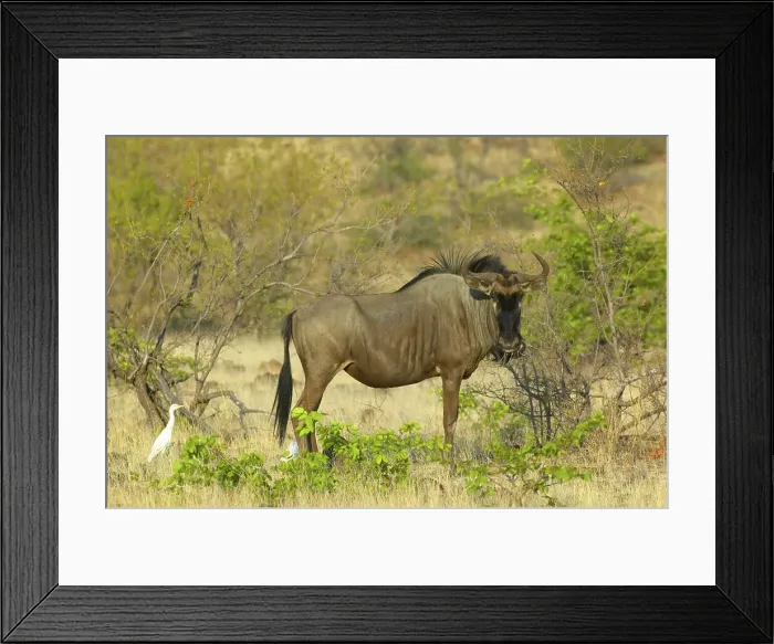 Framed Print : Blue Wildebeest (Connochaetes taurinus) with Cattle Egrets (Bubulcus ibis) Framed Print : Blue Wildebeest (Connochaetes taurinus) with Cattle Egrets (Bubulcus ibis)