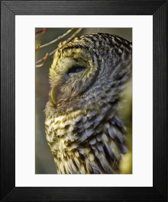 Framed Print : Canada, British Columbia, Vancouver island Framed Print : Canada, British Columbia, Vancouver island