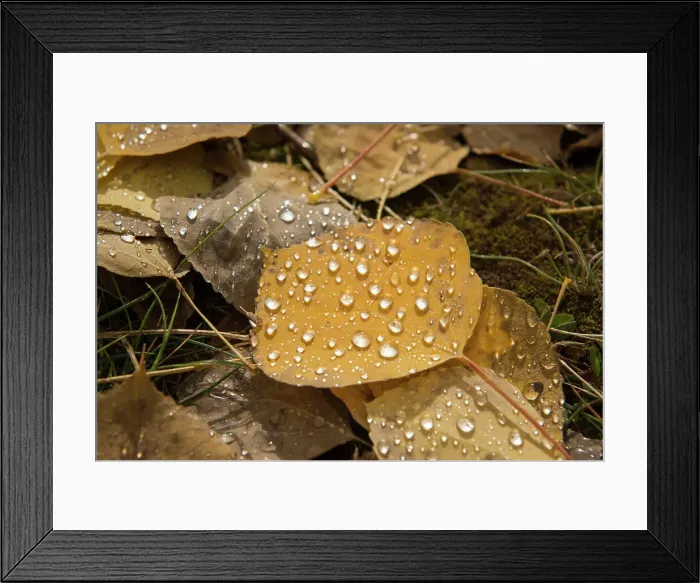 Framed Print : Leaf Nature No People Drop Autumn Close-up Water