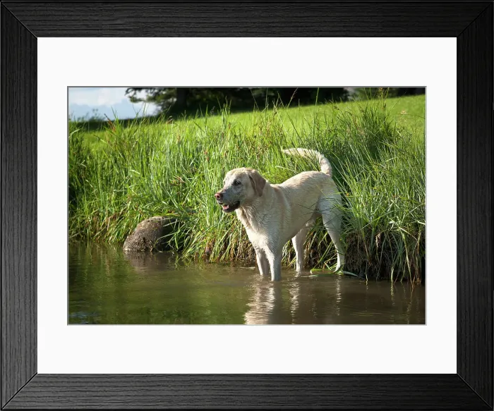 Framed Print : Dog in the widlerness