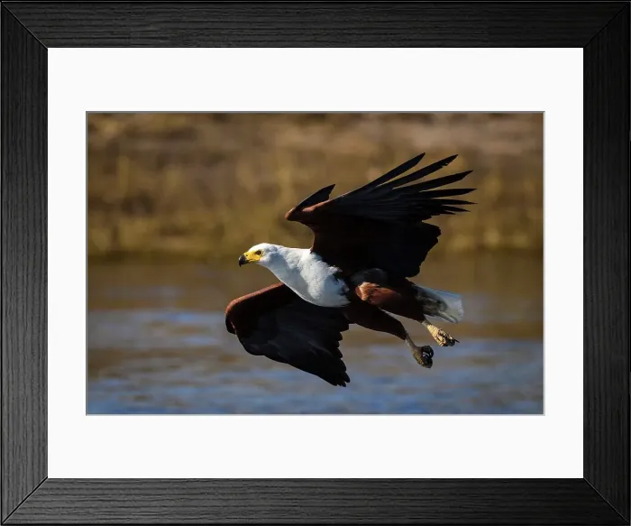 Framed Print : African Fish Eagle (Haliaeetus vocifer) catching a fish